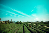 既然春天留不住，不如一起種棵樹(shù) 既然春天留不住，不如一起種棵樹(shù)